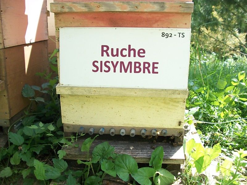 La ruche Sisymbre