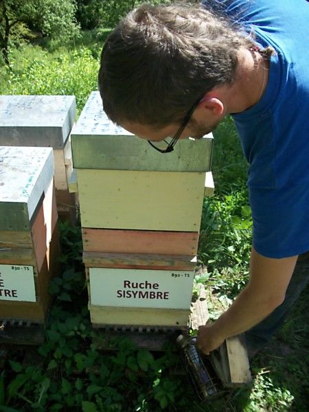 La ruche Sisymbre