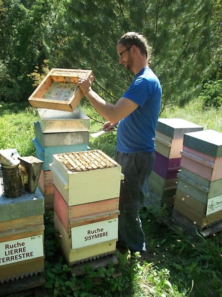 La ruche Sisymbre