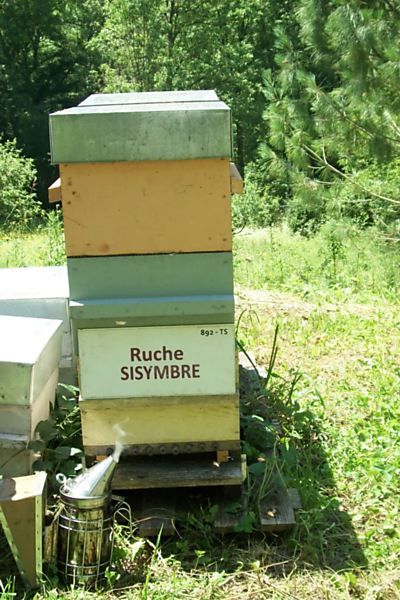 La ruche Sisymbre