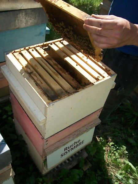 La ruche Sisymbre