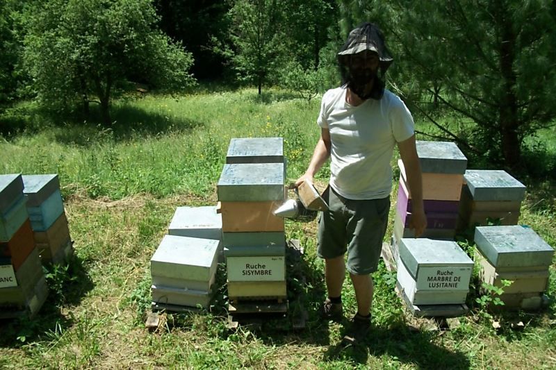 La ruche Sisymbre