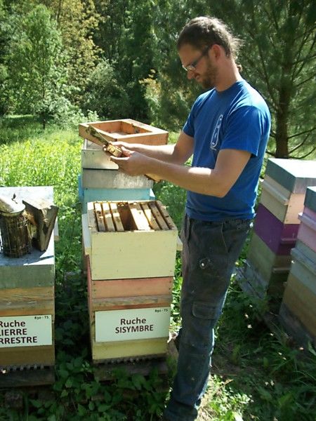 La ruche Sisymbre