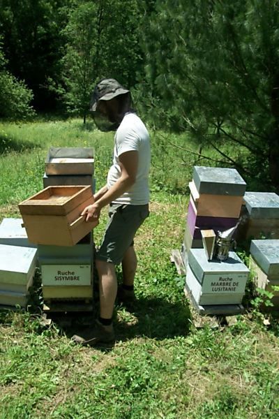 La ruche Sisymbre