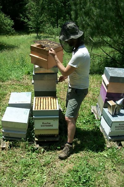 La ruche Sisymbre
