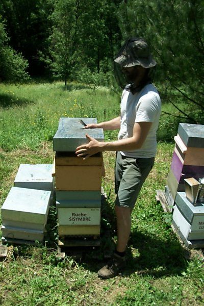 La ruche Sisymbre