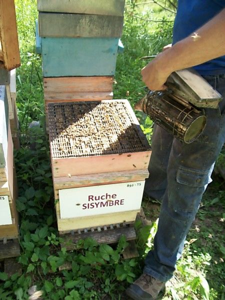 La ruche Sisymbre