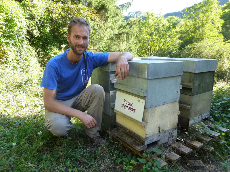La ruche Sisymbre