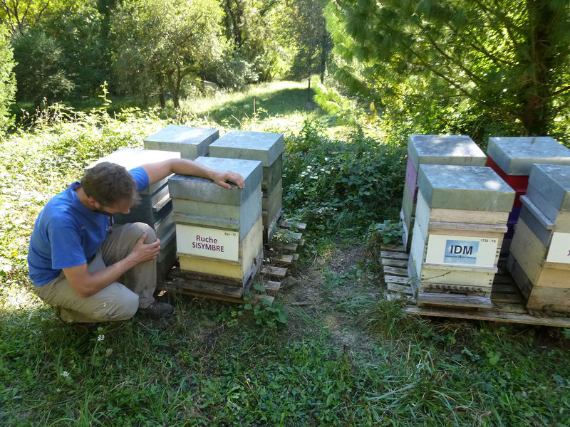 La ruche Sisymbre