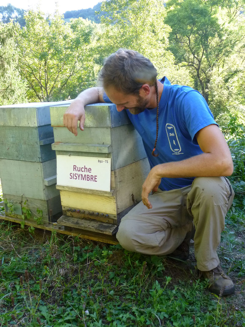 La ruche Sisymbre