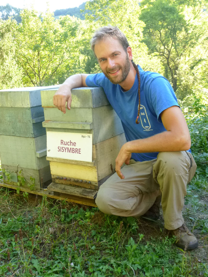 La ruche Sisymbre