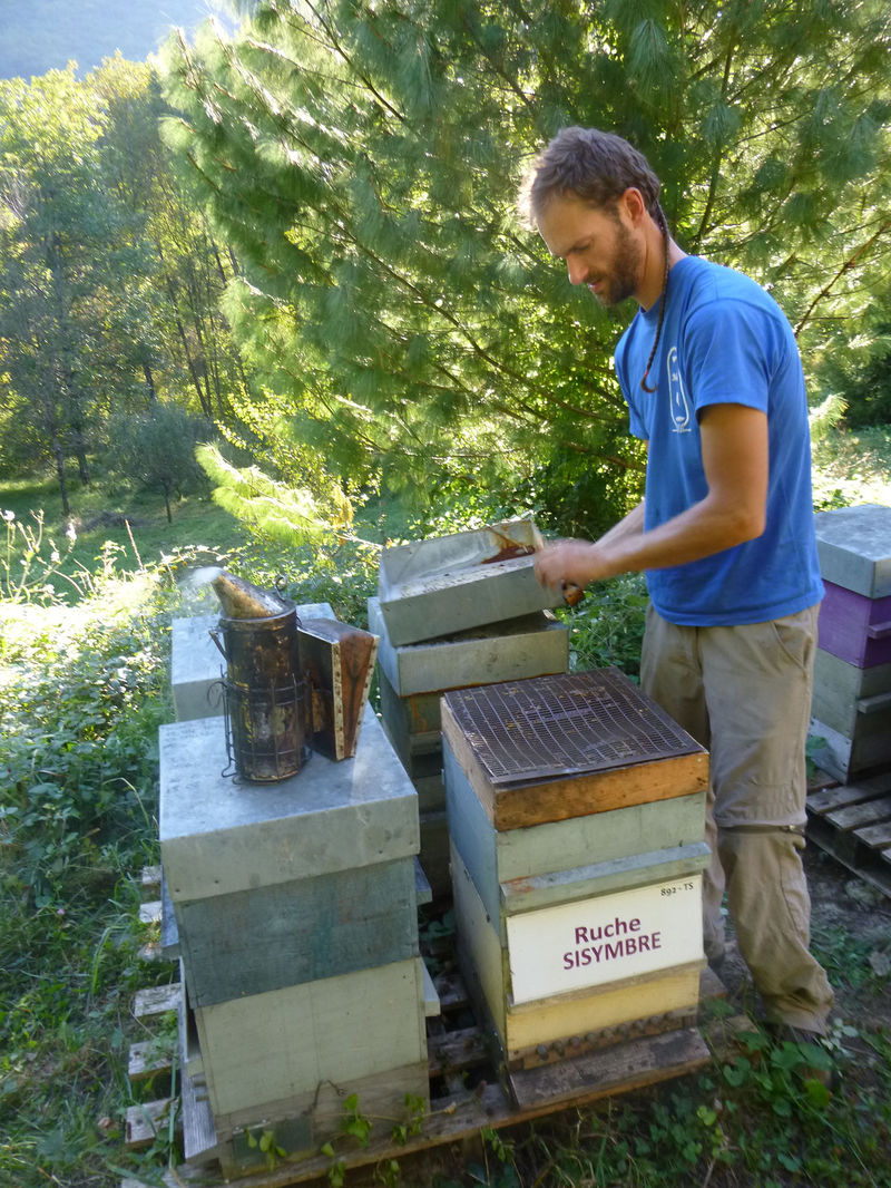 La ruche Sisymbre