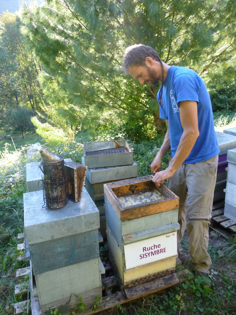 La ruche Sisymbre