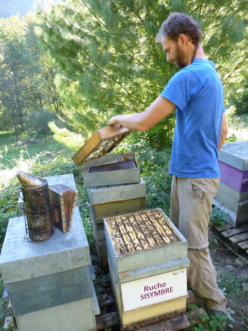 La ruche Sisymbre