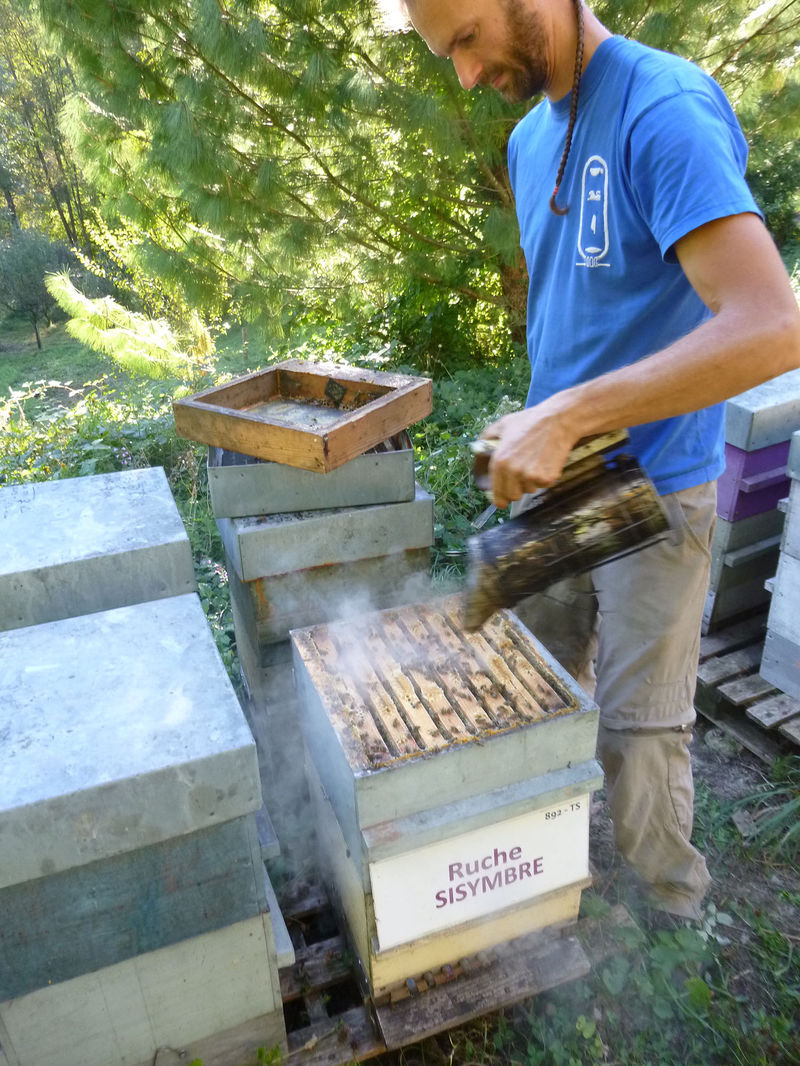La ruche Sisymbre