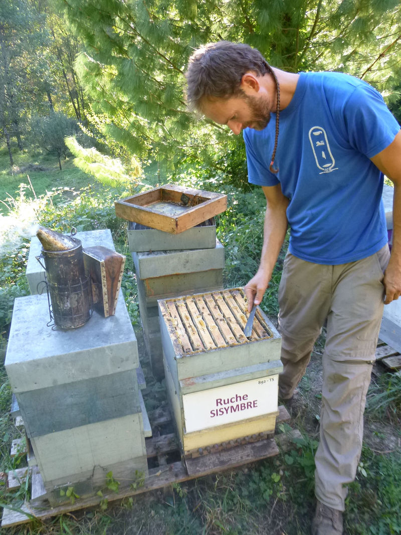La ruche Sisymbre