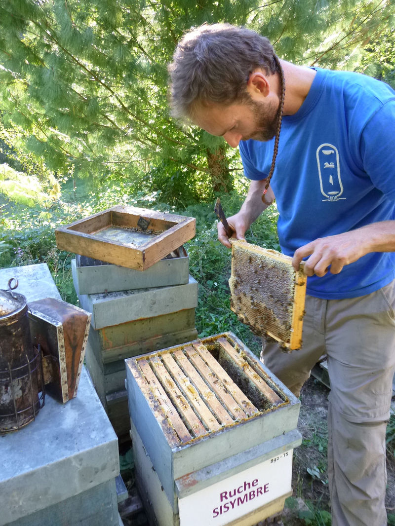 La ruche Sisymbre