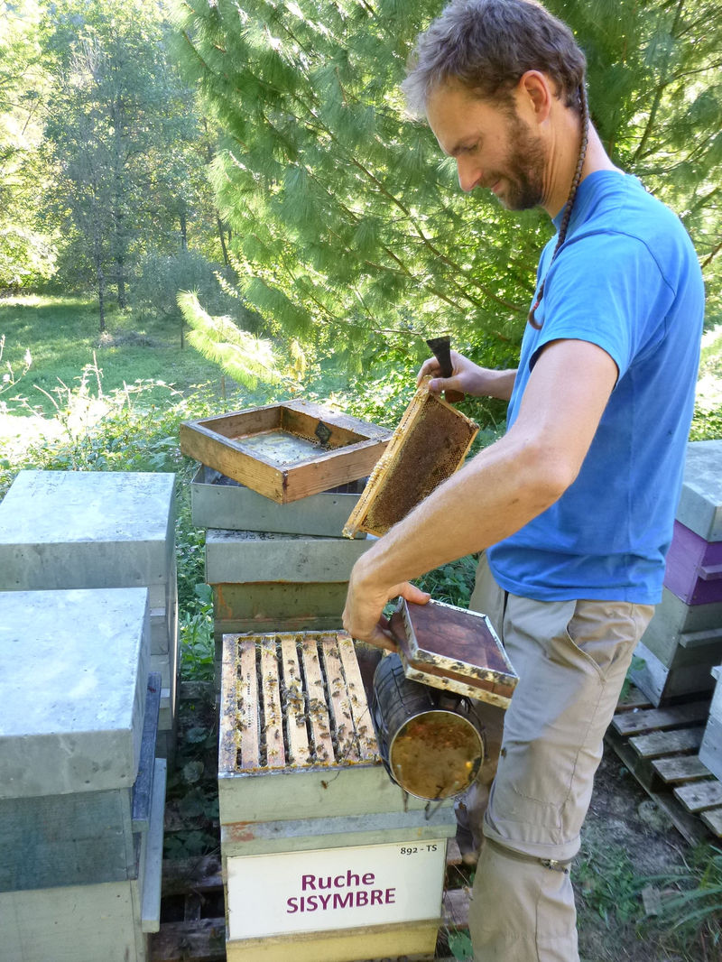 La ruche Sisymbre