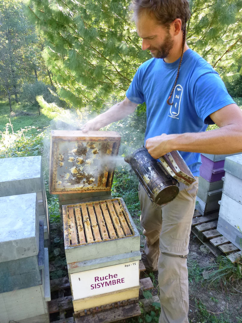 La ruche Sisymbre