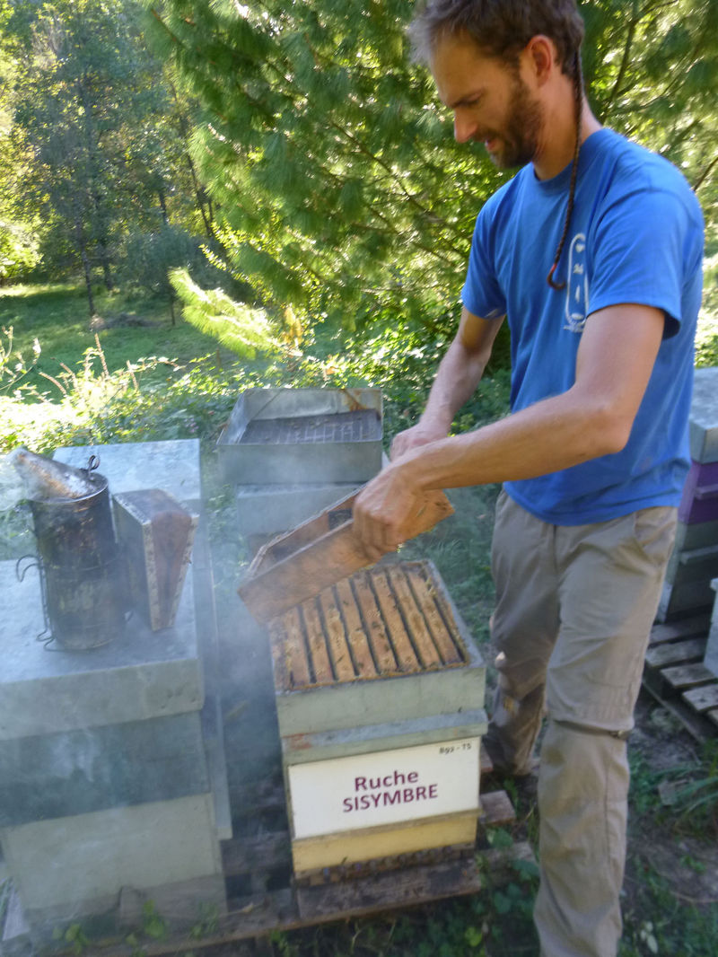 La ruche Sisymbre
