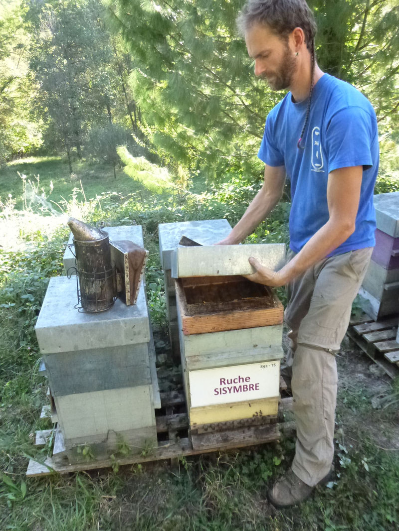 La ruche Sisymbre