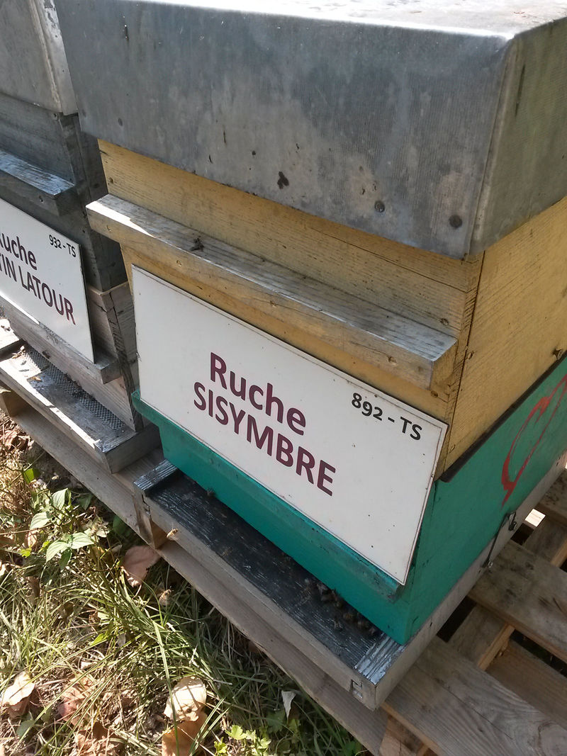 La ruche Sisymbre