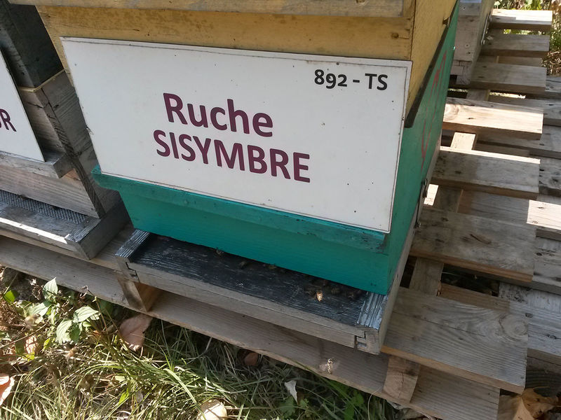 La ruche Sisymbre