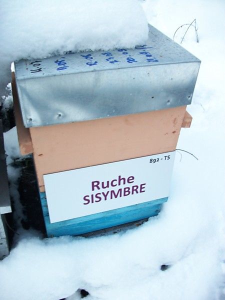 La ruche Sisymbre