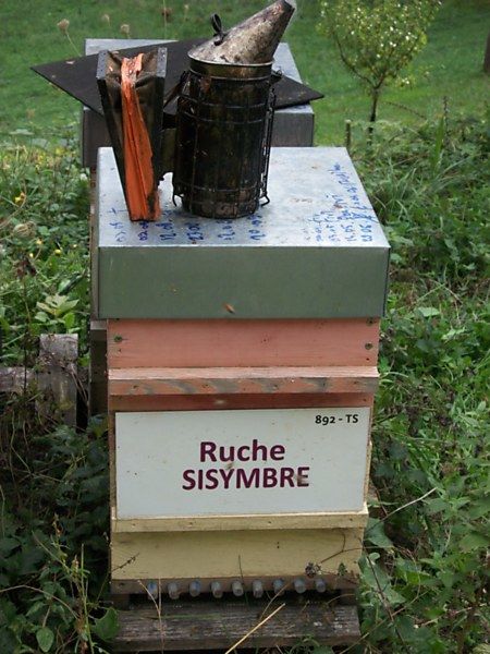 La ruche Sisymbre