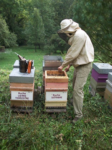 La ruche Sisymbre