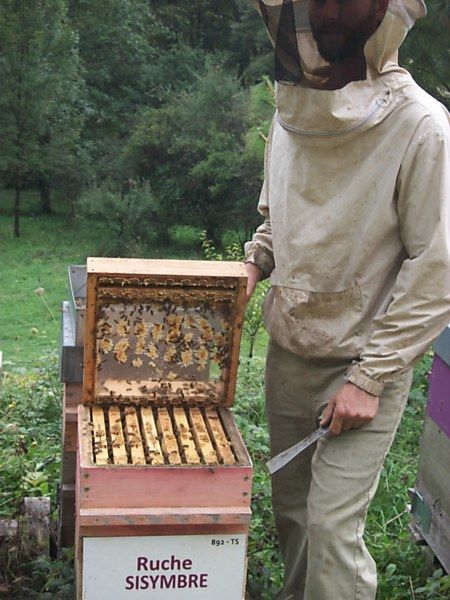 La ruche Sisymbre