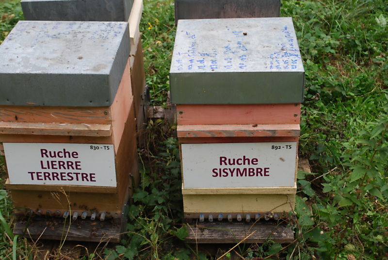 La ruche Sisymbre