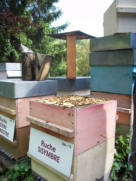 La ruche Sisymbre