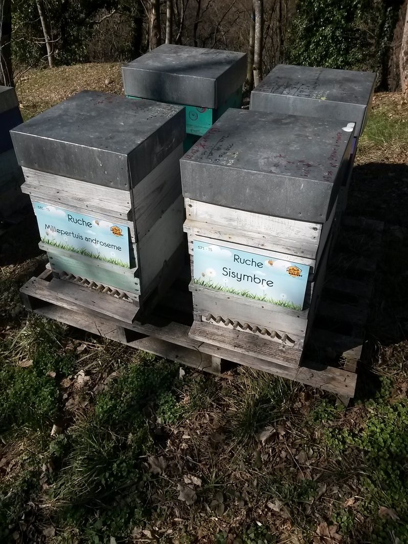 La ruche Sisymbre