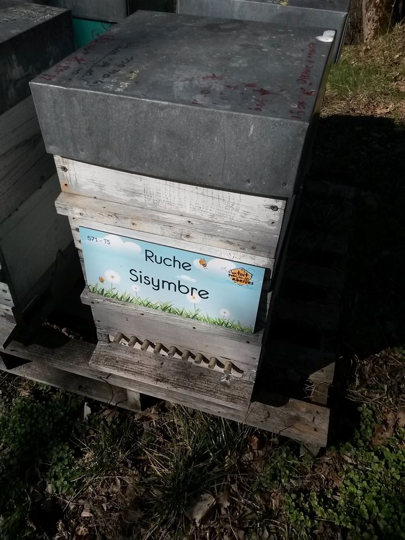 La ruche Sisymbre