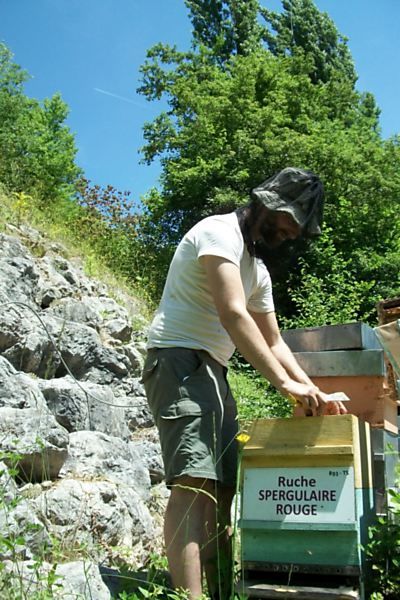 La ruche Spergulaire rouge