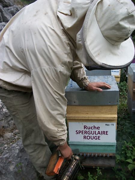 La ruche Spergulaire rouge