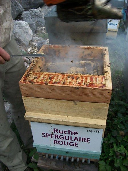 La ruche Spergulaire rouge