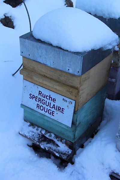 La ruche Spergulaire rouge