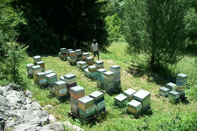 La ruche Spergulaire rouge