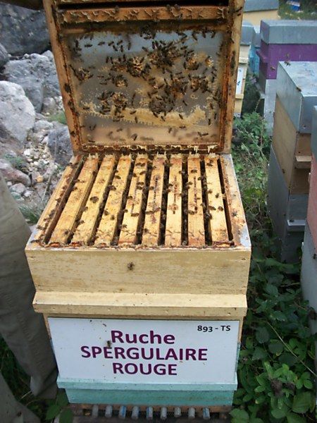 La ruche Spergulaire rouge