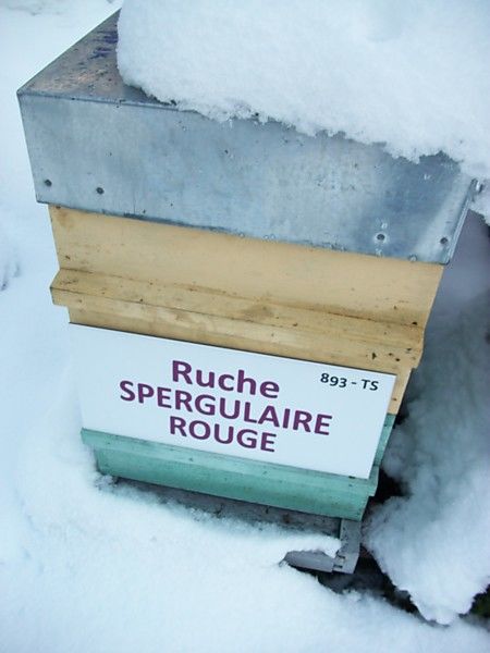 La ruche Spergulaire rouge