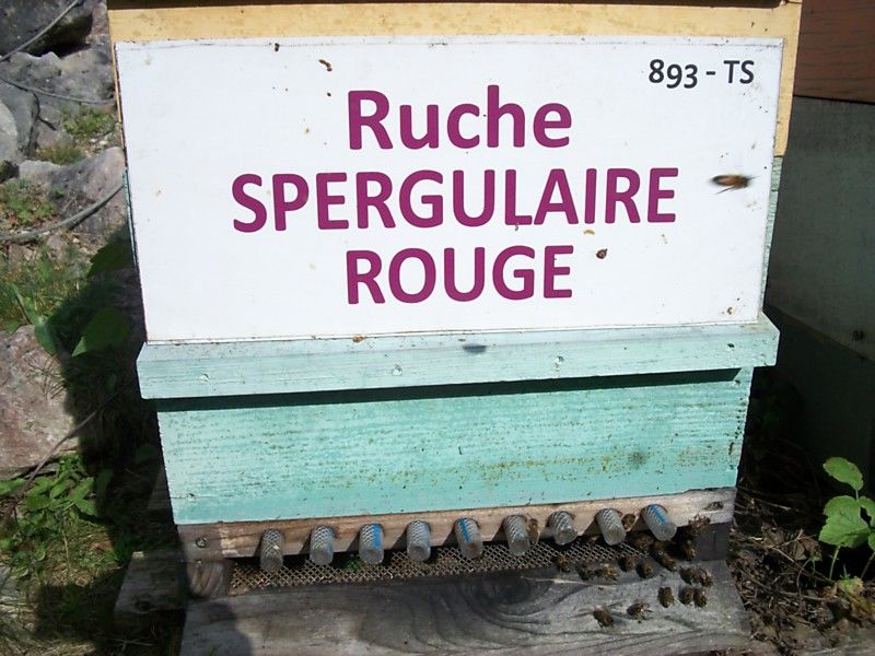 La ruche Spergulaire rouge