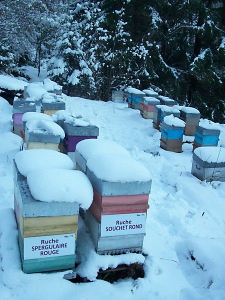 La ruche Spergulaire rouge