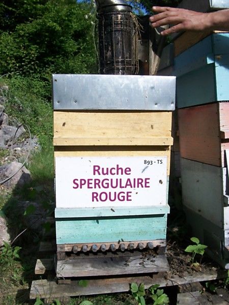 La ruche Spergulaire rouge