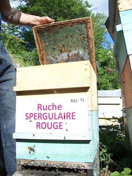 La ruche Spergulaire rouge