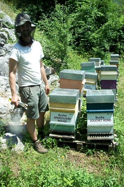 La ruche Spergulaire rouge