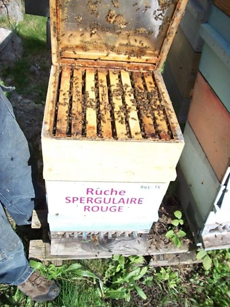 La ruche Spergulaire rouge