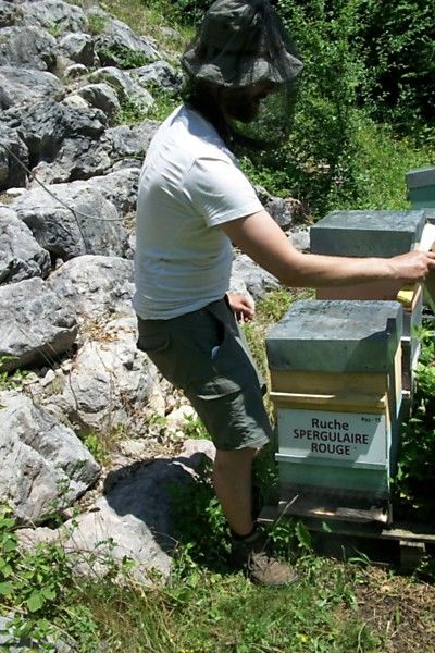 La ruche Spergulaire rouge