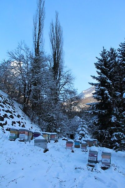 La ruche Spergulaire rouge